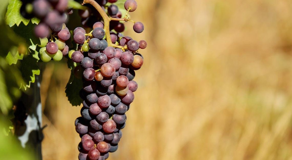 Udforsk Vinene fra Rhônedalen: En Guide til en af Frankrigs Ældste Vinregioner