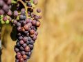 Udforsk Vinene fra Rhônedalen: En Guide til en af Frankrigs Ældste Vinregioner